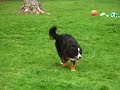 Jolly-Bernese Mountain Dog