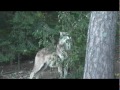International Wolf Center 19 September 2011 - Celebrating our Members