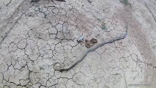 PRIMITIVE TECHNOLOGY ,DEAD SERPENT IN CANAL