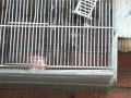 algunos de mis pajaros