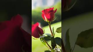 Yeni Bir Video Ile...sabahiniz Xeyir