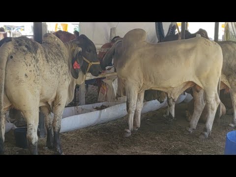 Desde La Plaza De Toros San Miguel El Salvador