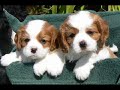Adorable Puppies!!!! SOOO Cute!!! =D