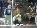 Видео MGM lion attack in Las Vegas