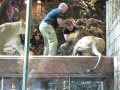Video MGM lion attack in Las Vegas