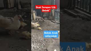 Pelihara Bebek Di Kandang Sempit...