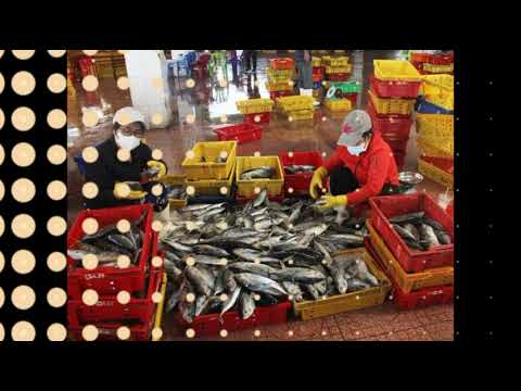 Tại sao dân không đồng tình đóng cổng phụ Cảng cá Quy Nhơn để phòng Covid19llTin tức 24h quanh tall