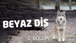 Beyaz Diş Sesli Kitap 5. Son Bölüm