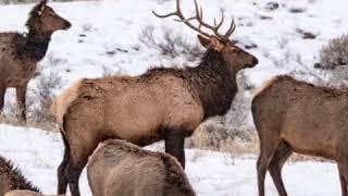 Yellowstone 2017