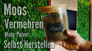 Moos Vermehren Durch Moossporen - Nach Und Nach Zu Einem Grünen Teppich