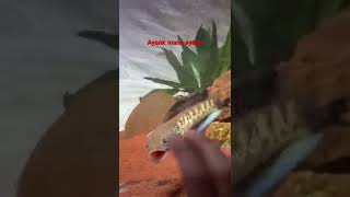 Bocil Marah Marah Karna Ga Punya Ayank