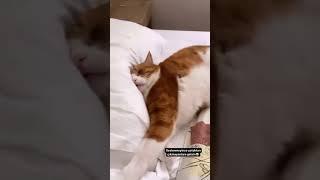 Deliler Gibi Uyuyan Kedi - Uyanmadi