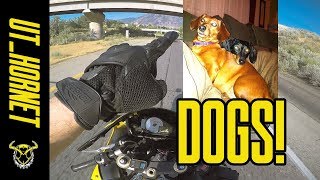 Man's Best Friend