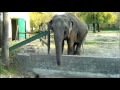 A gyüjtögető elefánt -2o11