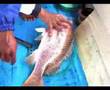 fishing jenaha pltu