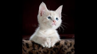 Cute Pets And Funny Animals Compilation #4 - Pets Garden