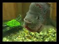 Fish says Allah
