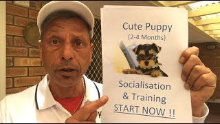 Puppies Set up for Success Trailer