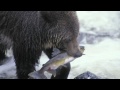 Grizzly Monitoring in Canada's Great Bear Rainforest