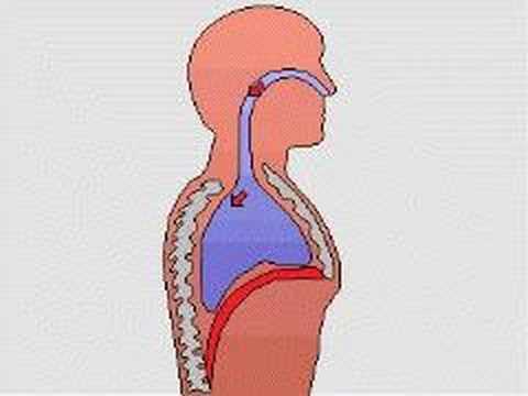 How the Body Works : Breathing - YouTube