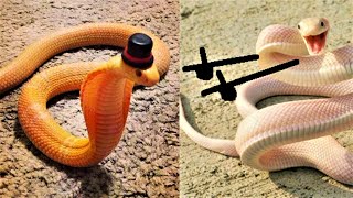 Snakes Can Be Soo Cute Too - Funny Snake Videos 2021 Funny Pets House