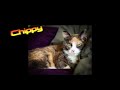 Meet Jackson Galaxy's Cats (and dog)