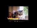 Meet Jackson Galaxy's Cats (and dog)