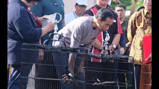 Inilah Kitaro, Burung Murai Juara Yang Gagal Dibeli Jokowi Seharga 250 Juta