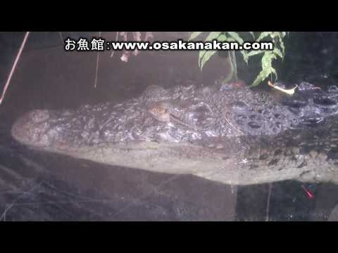イリエワニ（Saltwater crocodile）上野動物園「フック」 44歳（オス）