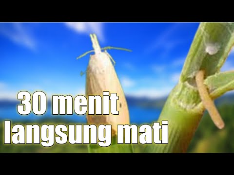 cara mudah membasmi penggerek batang padi