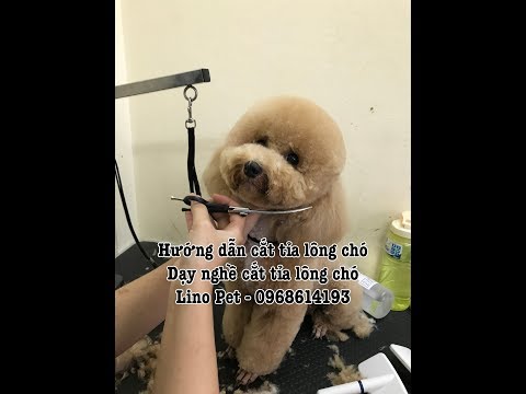 Dạy nghề cắt tỉa lông chó UY TÍN - Học cắt tỉa lông chó ở đâu Hà Nội - Linopet.net