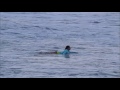 surf