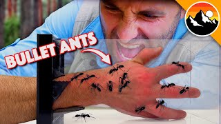 Bullet Ant Box - Will I Get Stung?!