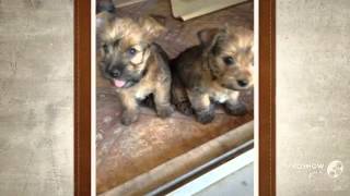 Carkie Dog Breed