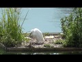 AIRONE BIANCO MAGGIORE ALL' OASI NATURALISTICA DI S. ALBANO STURA (CN) 30 - 7 - 2017