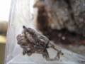 P Ornata 3rd instar molting into 4th instar (time lapse)