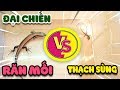Rắn mối làm gì khi gặp thạch sùng | Văn Hóng