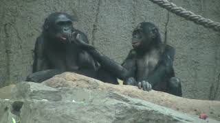 Typical Bonobo First , Than Food 2.23 - 46 - For My Bonobo Friend