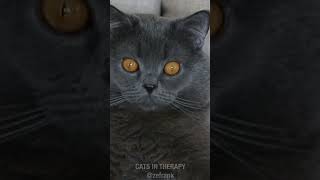 Cats In Therapy - Tofu