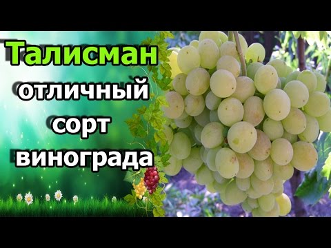 Виноград уход весной подкормка 1