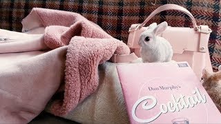 Garden Bunnies: Art Video.