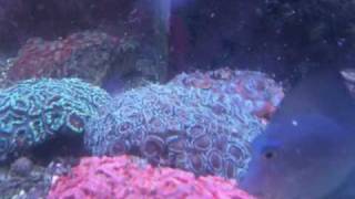 Coral Spawning in Captivity - acanthastrea lordhowensis - Live Coral Reef Acan Lord
