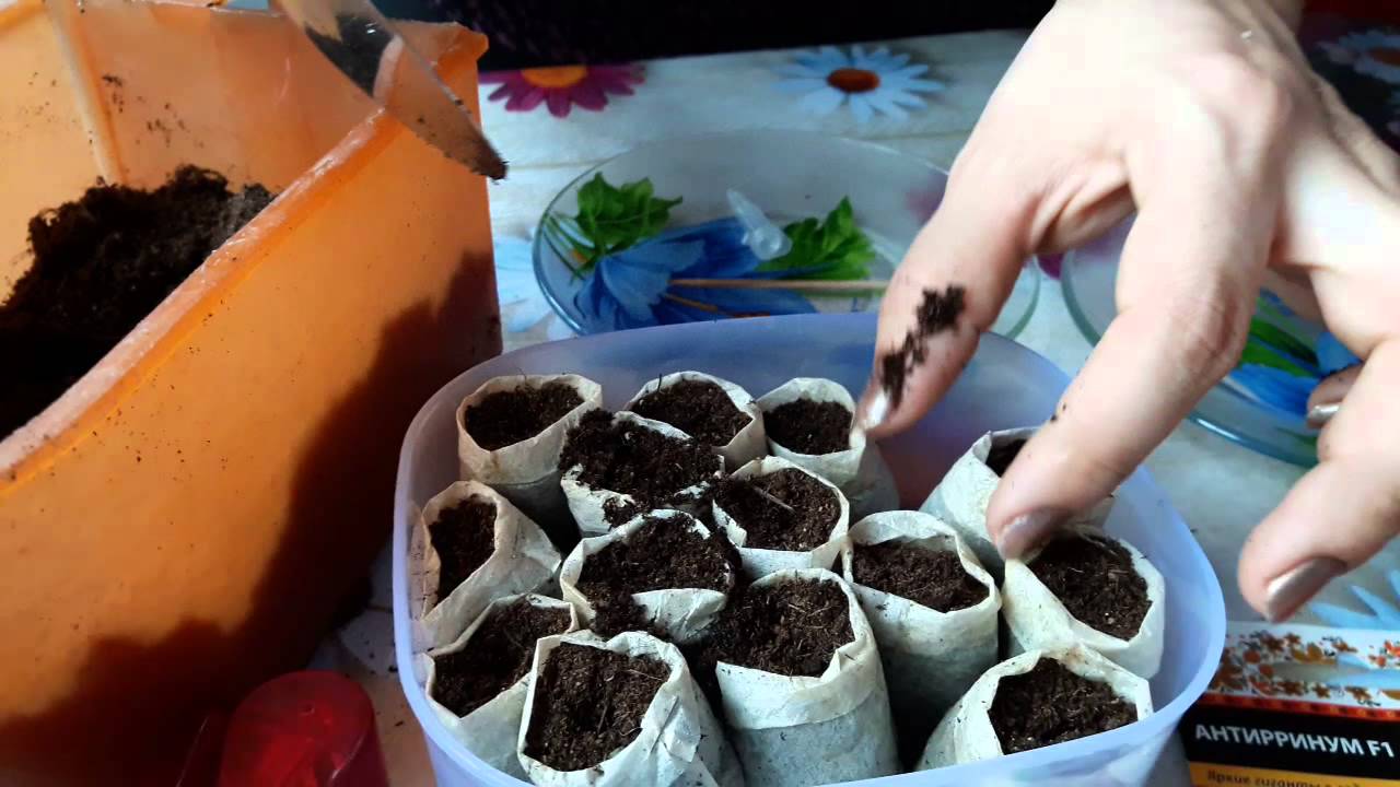 Рассада в чайных пакетиках отзывы 43