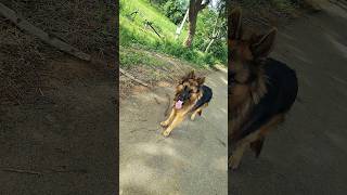 Funny Dog
