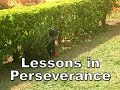 Perseverance