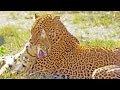 Leopard Shows No Mercy While Hunting Serval