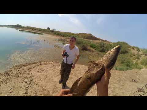 ловля змееголова видео на сырдарье ловля змееголова видео на сырдарье