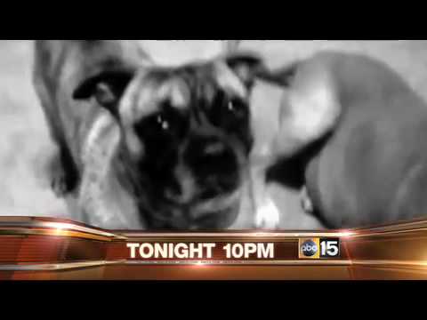 Abc15 Phoenix Disturbing Story On Pet Medications