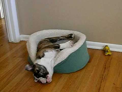 english bulldog wallpaper. English Bulldog Puppy Archie So Cute Making His Bed