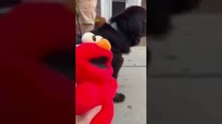 Tickle Me Elmo Athena Dog